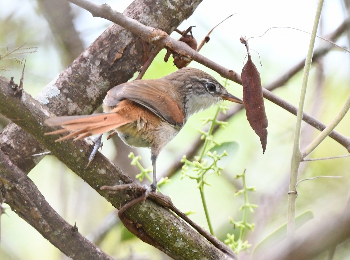 Chinchipe Spinetail - ML615231536