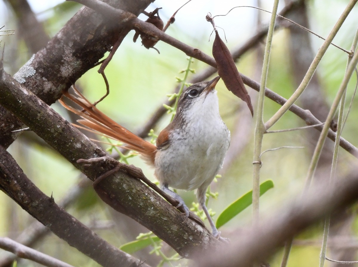 Chinchipe Spinetail - ML615231537