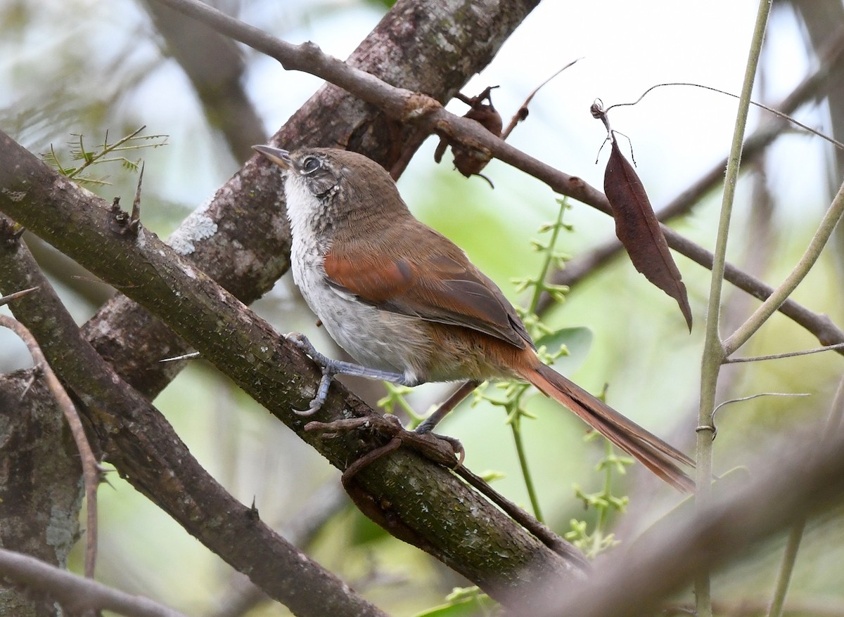 Chinchipe Spinetail - ML615231538