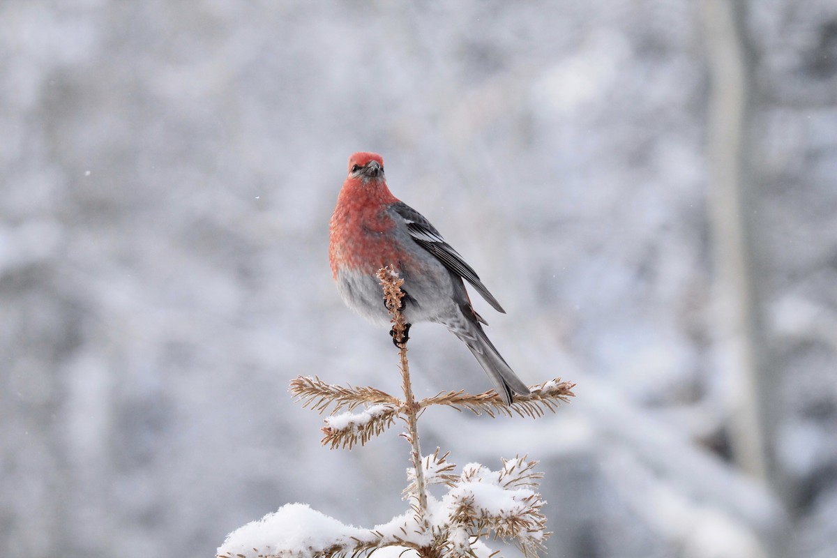 Pine Grosbeak - ML615231539