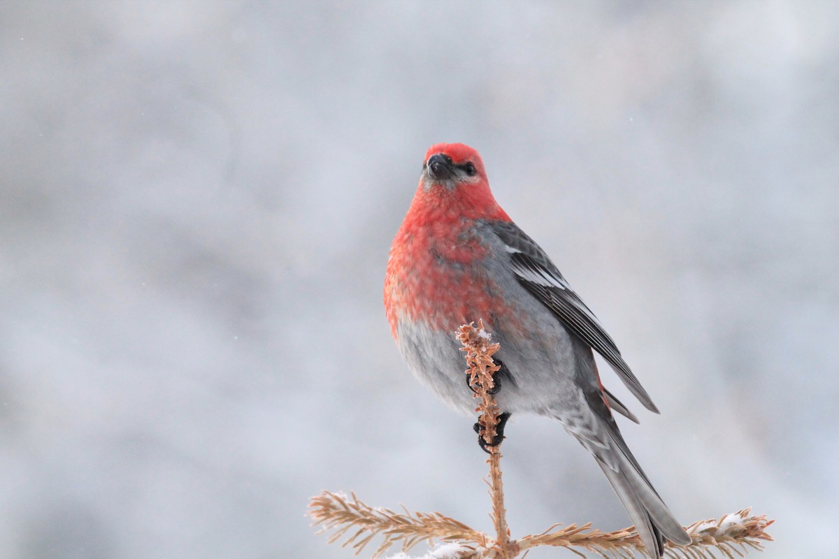 Pine Grosbeak - ML615231540