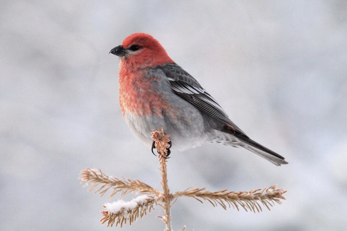 Pine Grosbeak - ML615231541