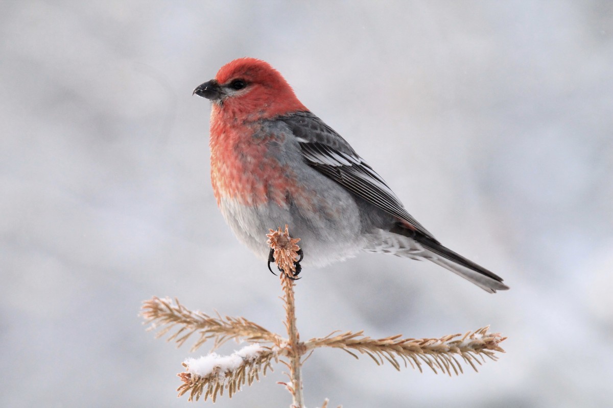 Pine Grosbeak - Shauna Cotrell