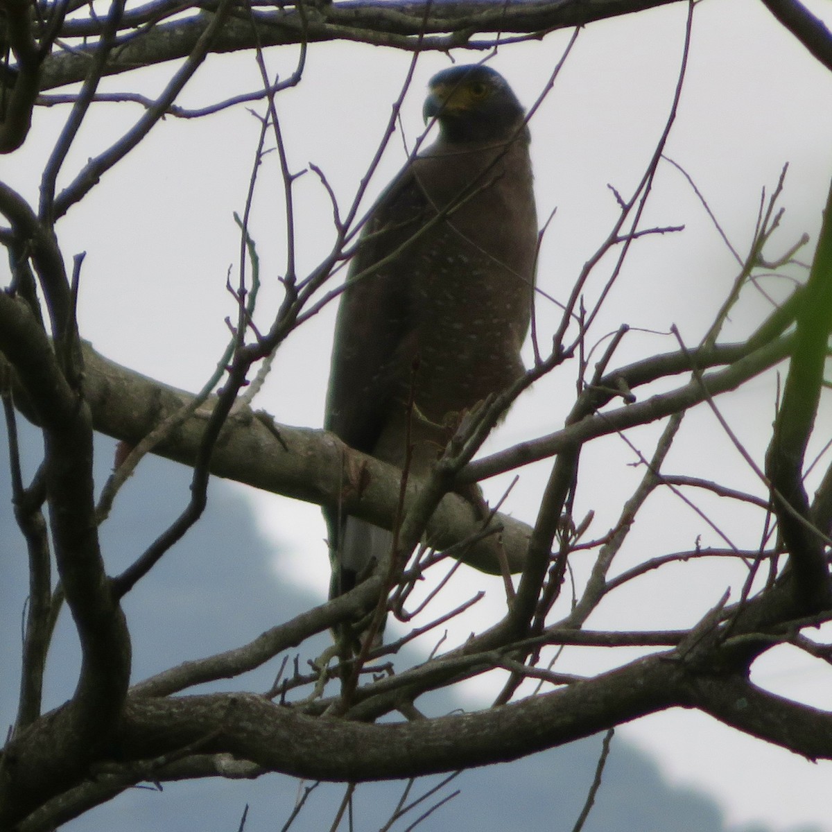 Crested Serpent-Eagle - ML615231570