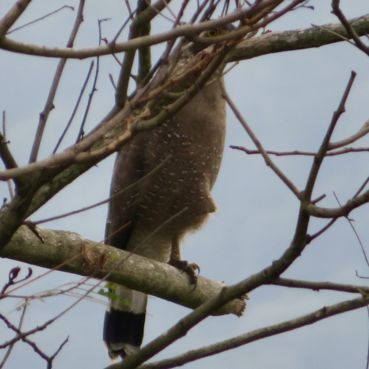 Crested Serpent-Eagle - ML615231571