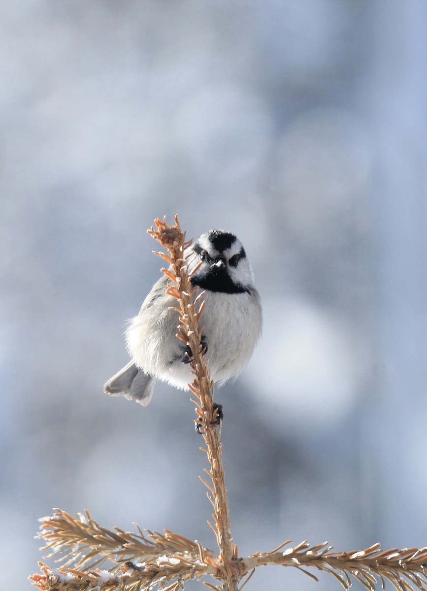 Mountain Chickadee - ML615231583
