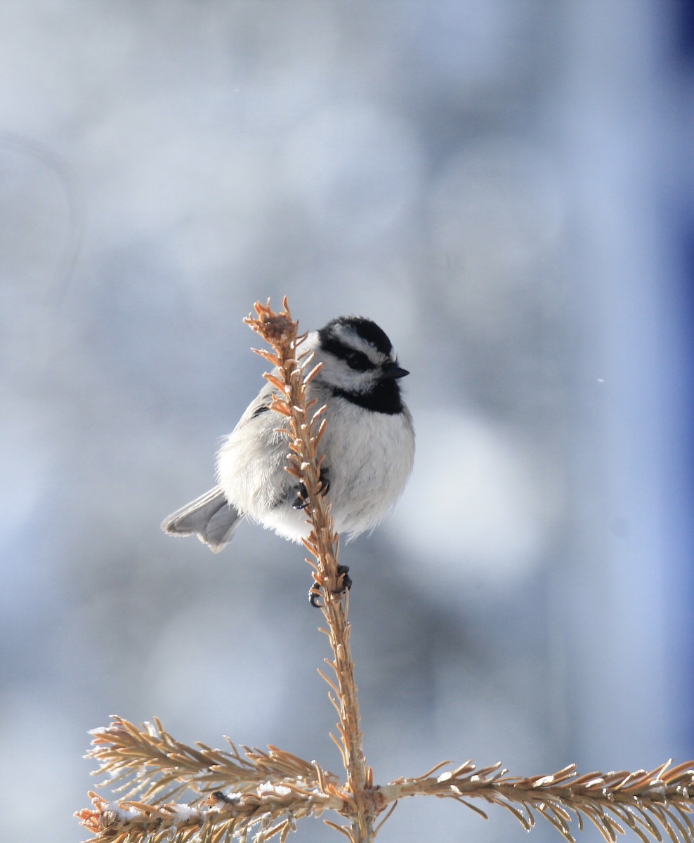 Mountain Chickadee - ML615231585