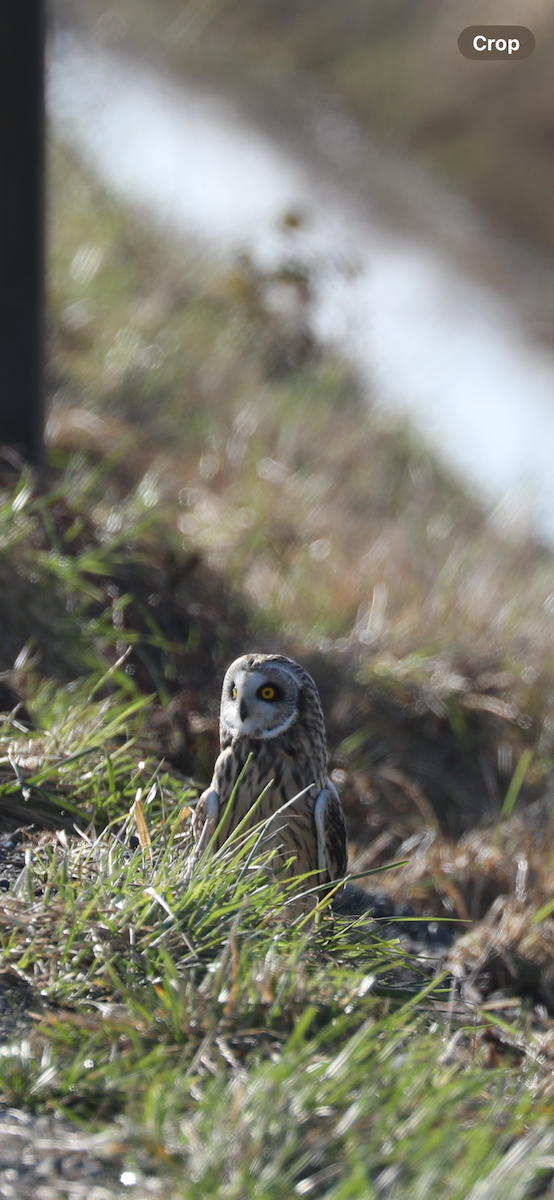 Short-eared Owl - Mary L Frey