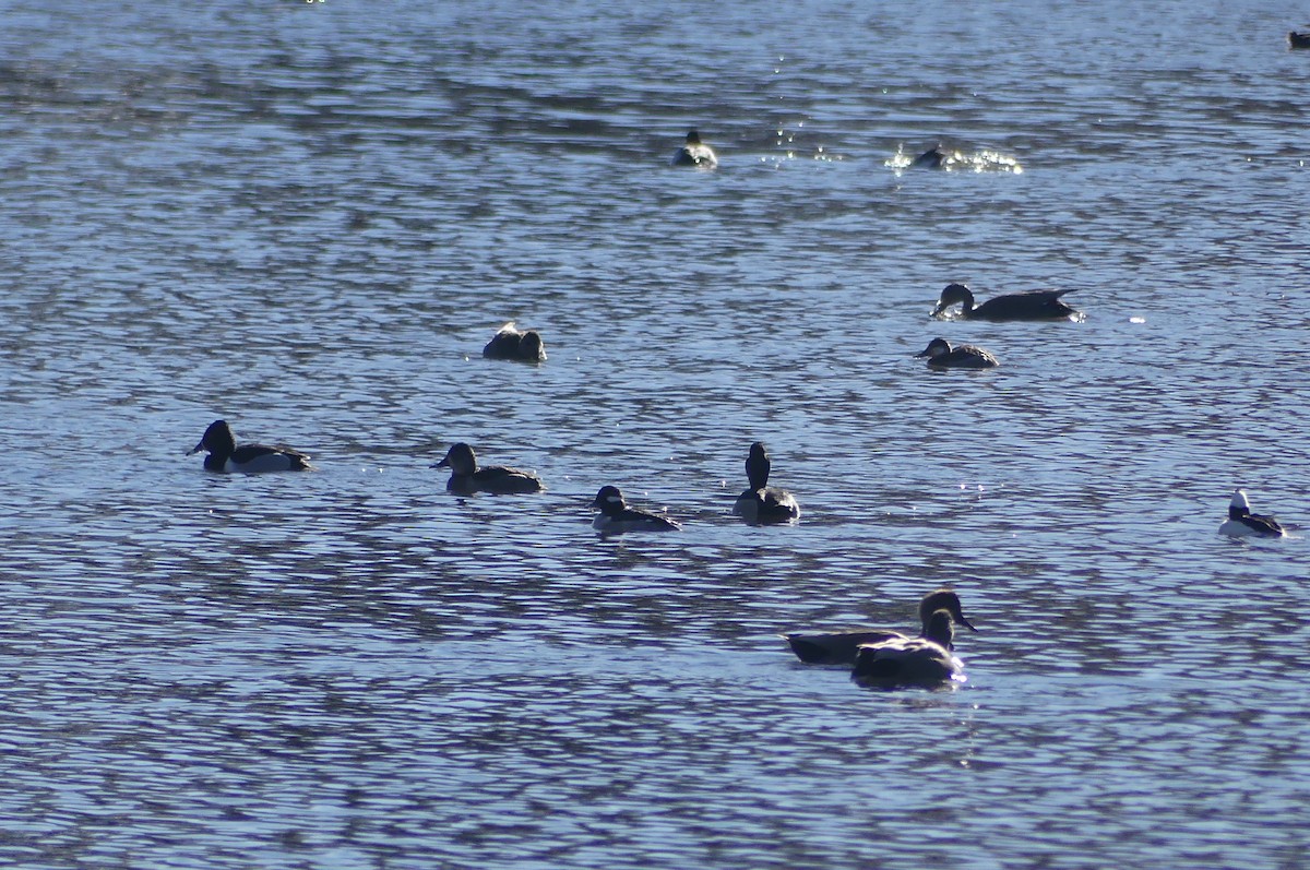 Bufflehead - Stephen Butkewitsch