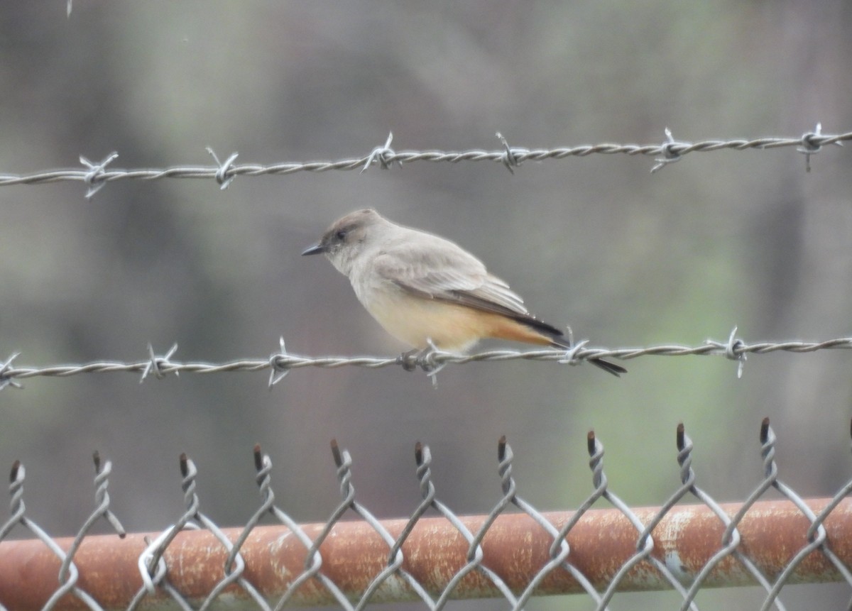 Say's Phoebe - Eric Hartshaw