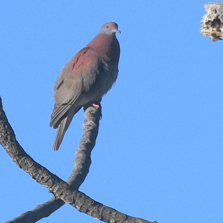 Pale-vented Pigeon - ML615231649