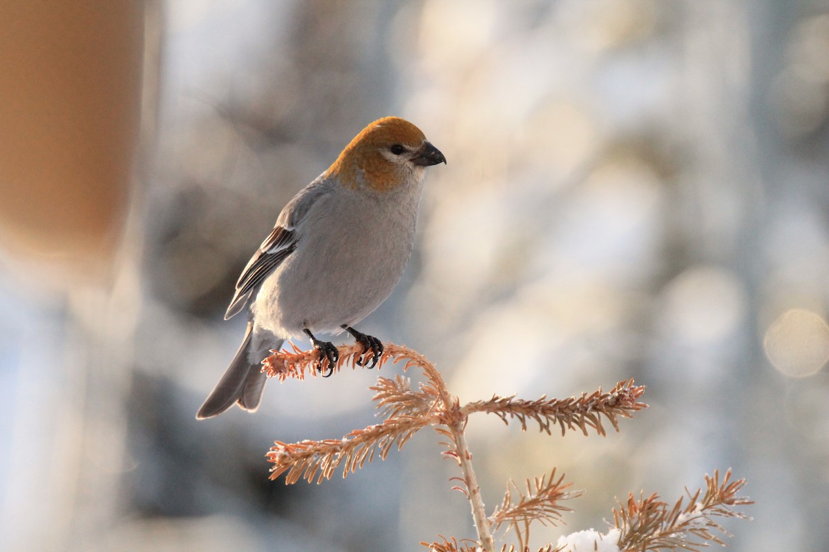 Pine Grosbeak - ML615231650