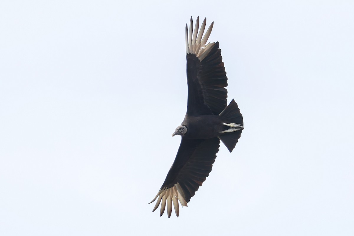 Black Vulture - Garrett Lau
