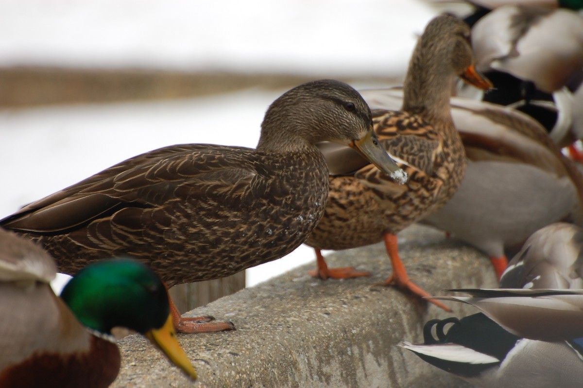 Stockente - ML615231714