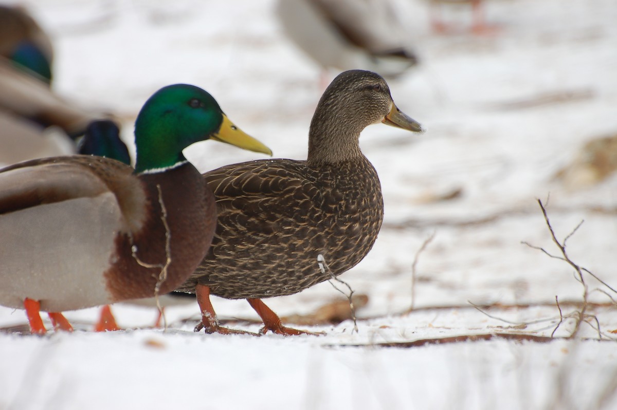 Stockente - ML615231715