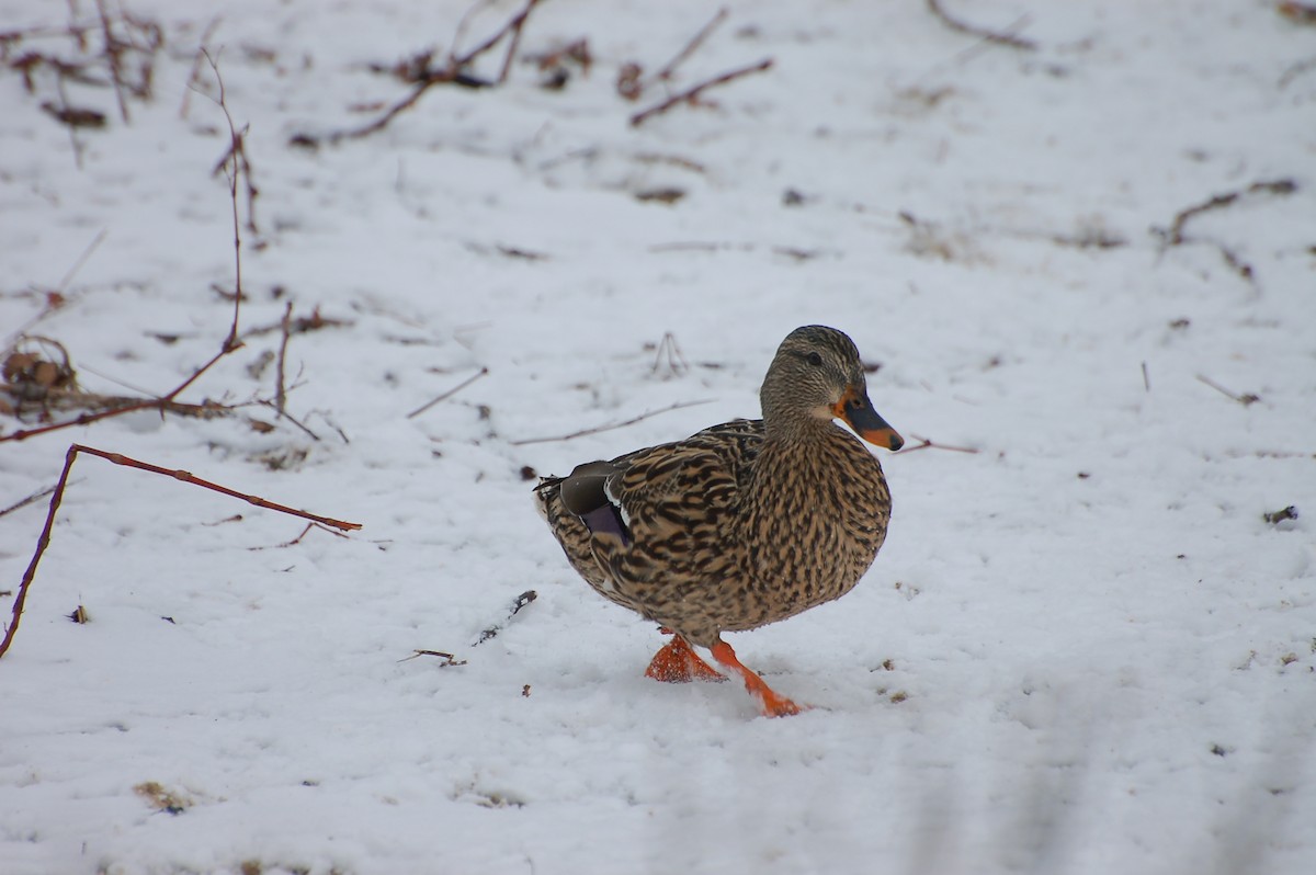 Stockente - ML615231717