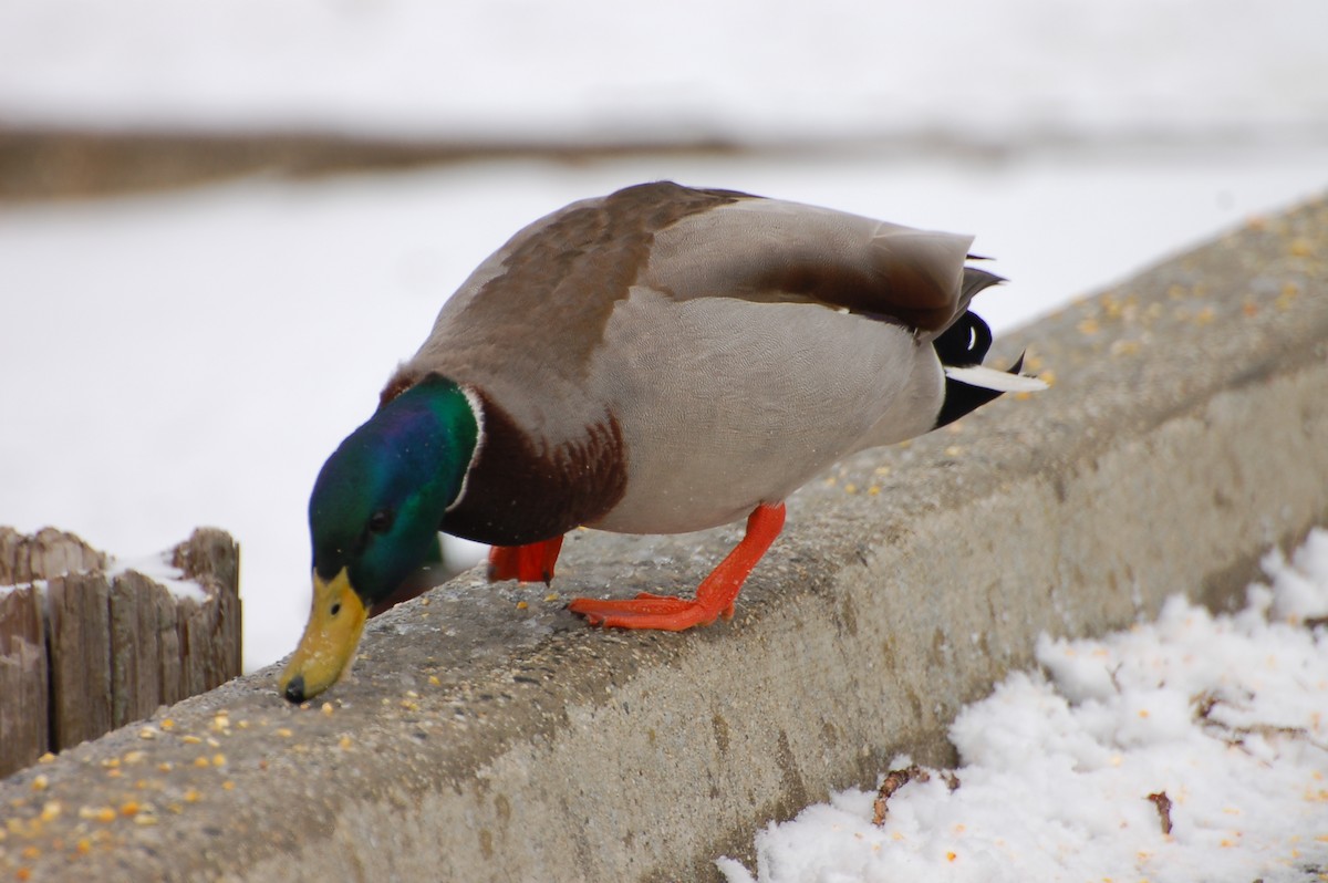 Stockente - ML615231720