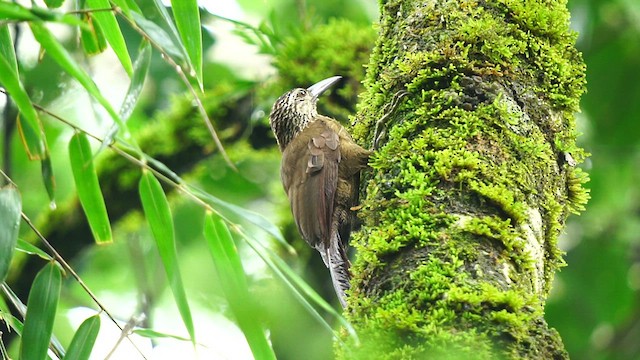 White-throated Woodcreeper - ML615231765