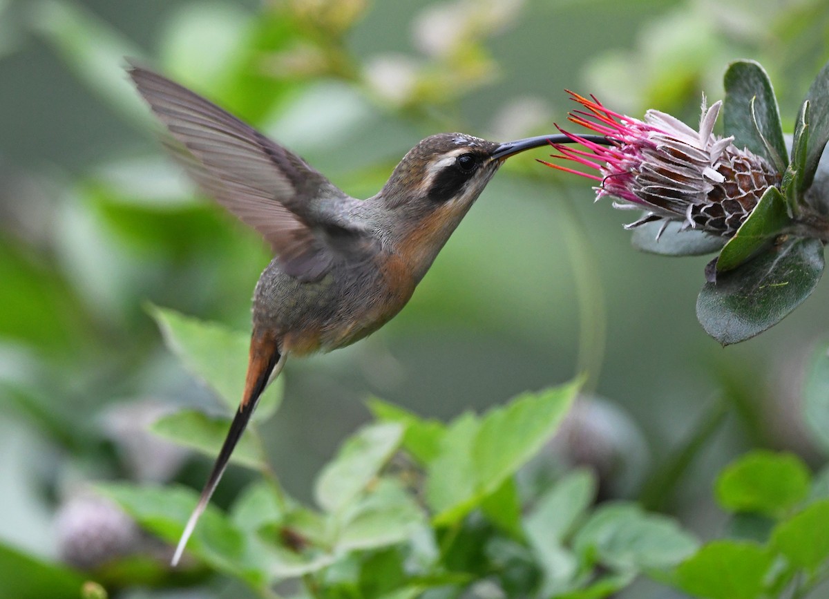 Gray-chinned Hermit (Porculla) - Joshua Vandermeulen