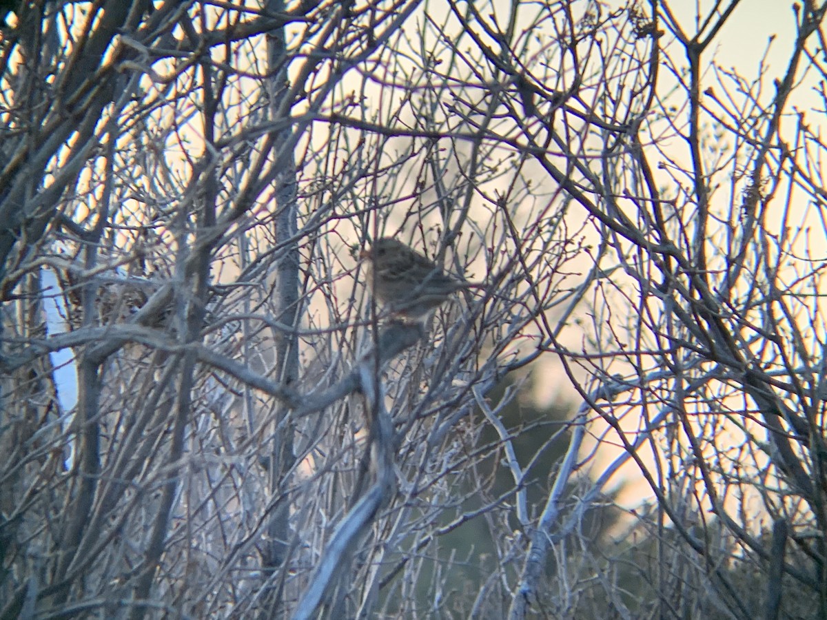 Harris's Sparrow - ML615231777