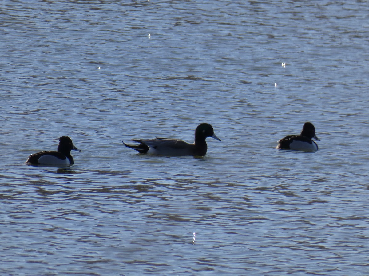 American Wigeon x Mallard (hybrid) - ML615231779