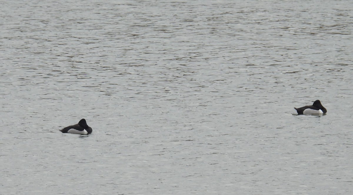 Ring-necked Duck - ML615231811