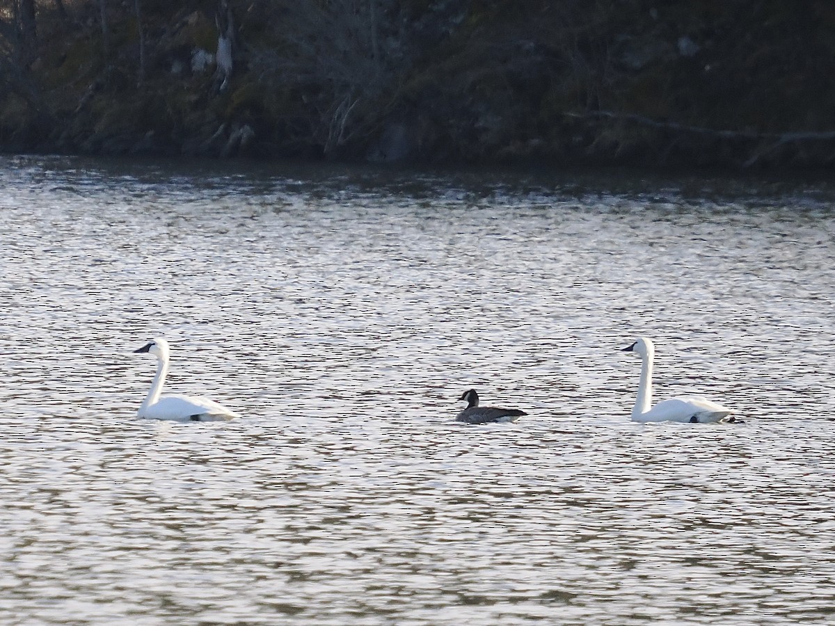 Tundra Swan - ML615231832