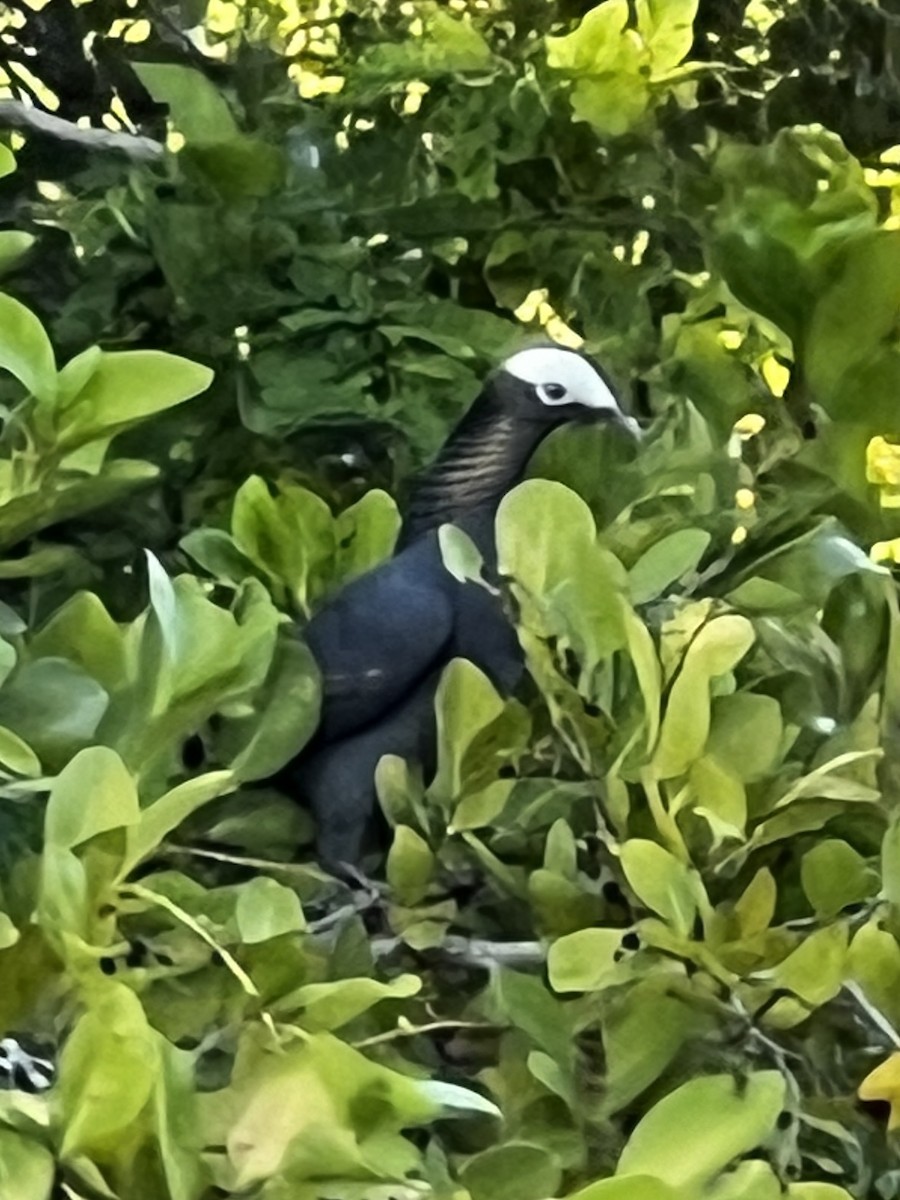 White-crowned Pigeon - ML615231854