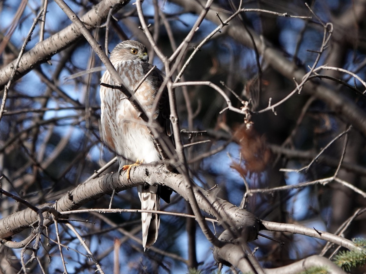 Sharp-shinned Hawk - ML615231888