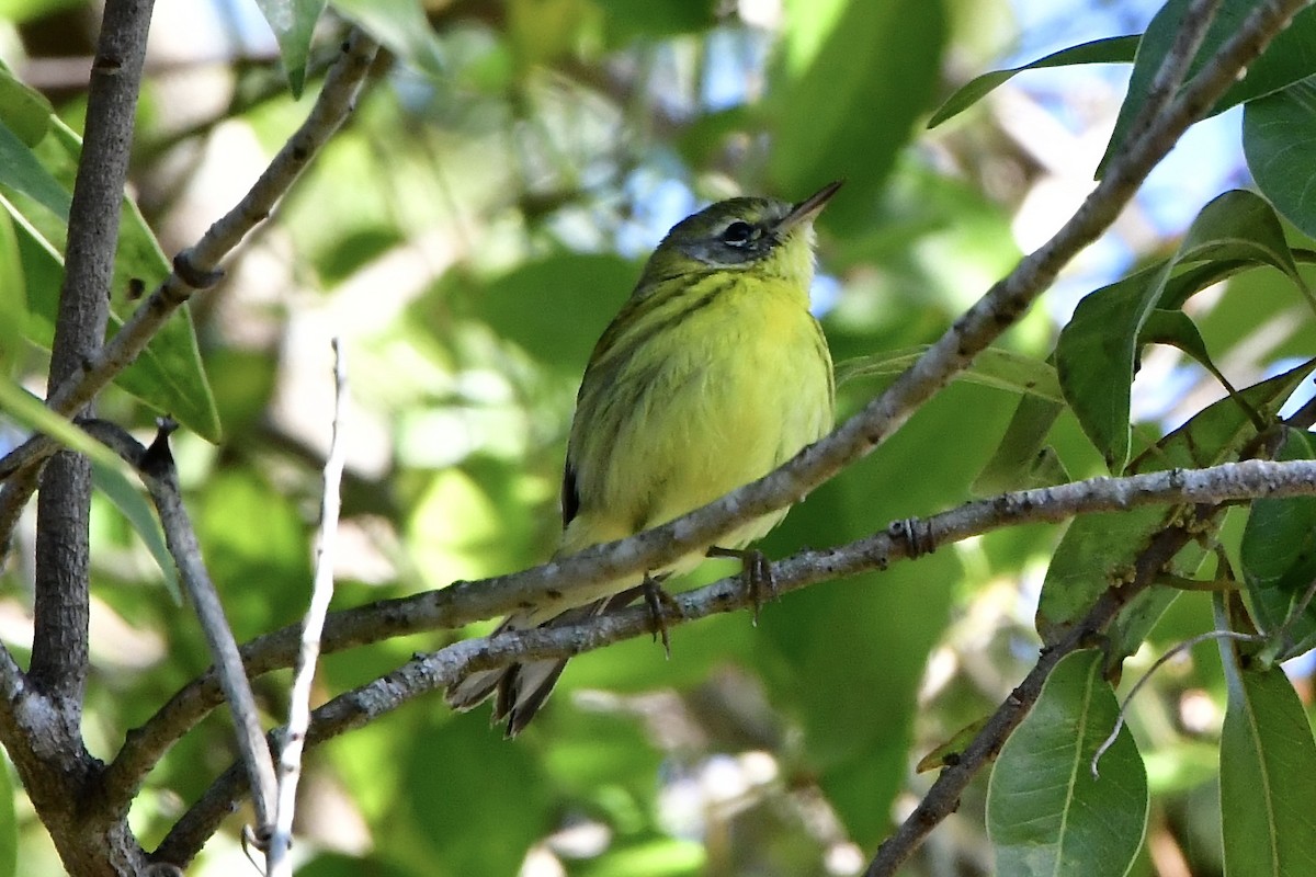 Prairie Warbler - Chela Ashley