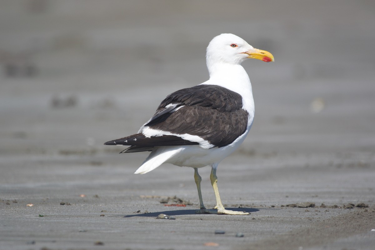 Kelp Gull - ML615231936
