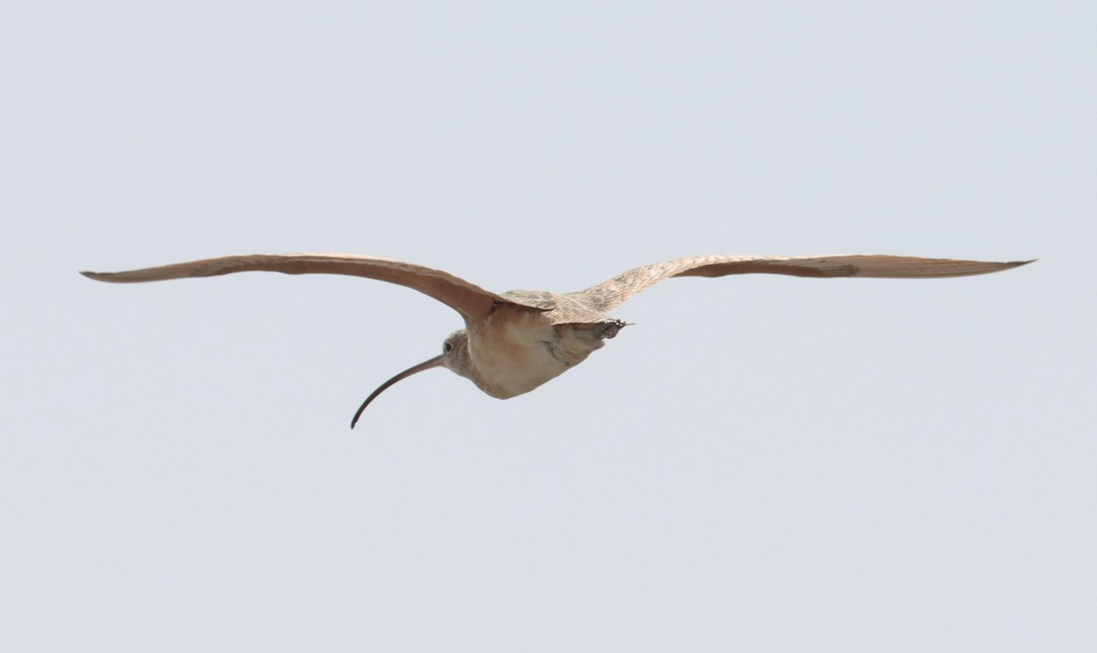 Long-billed Curlew - ML615231963