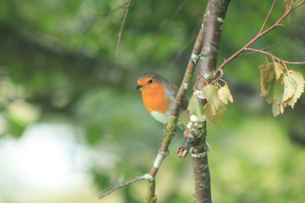 European Robin - ML615231990
