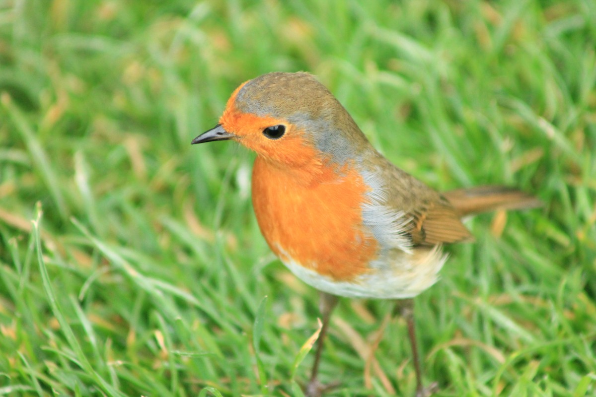 European Robin - ML615231991