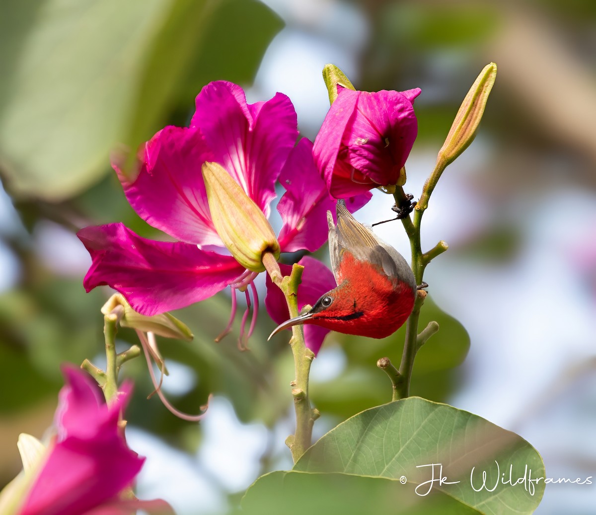 Crimson Sunbird (Goulpourah) - ML615231997