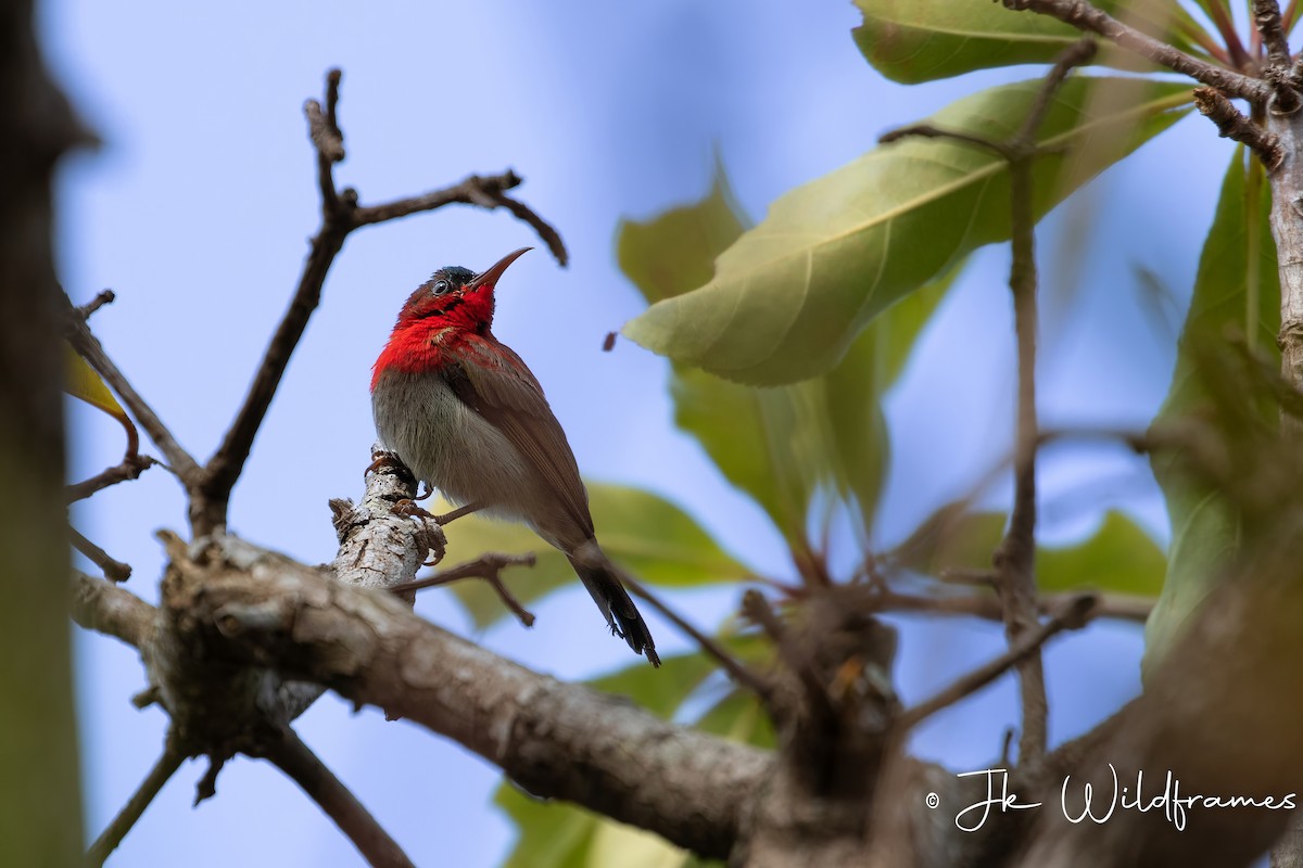 Crimson Sunbird (Goulpourah) - ML615231998