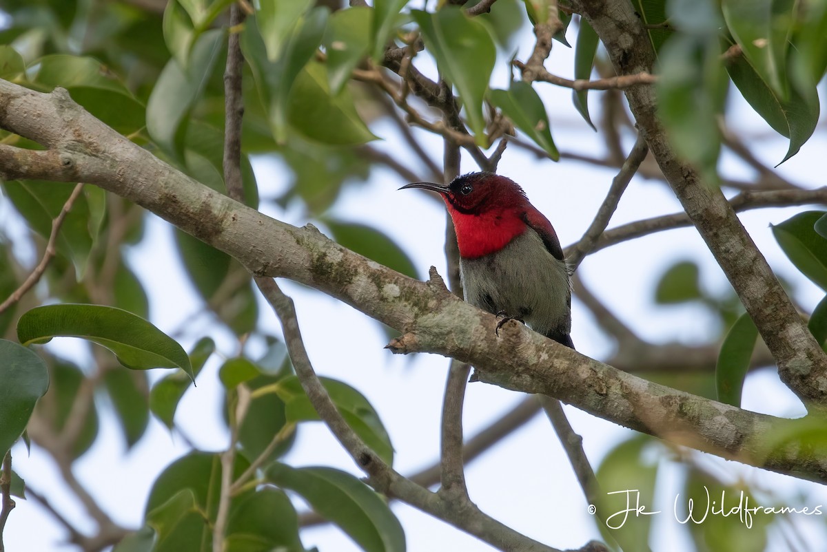 Crimson Sunbird (Goulpourah) - ML615231999