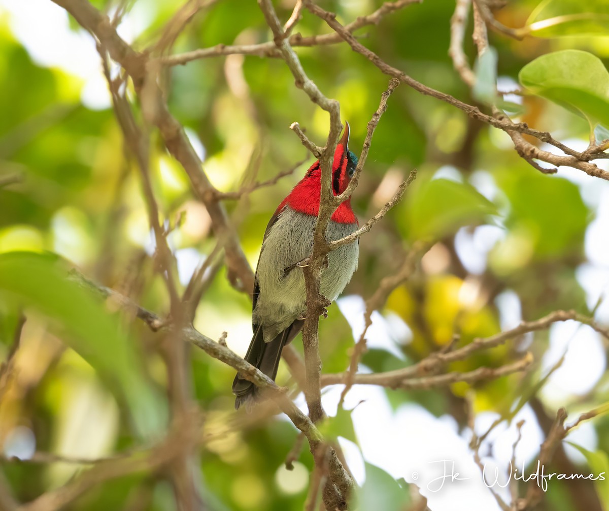 Crimson Sunbird (Goulpourah) - ML615232000