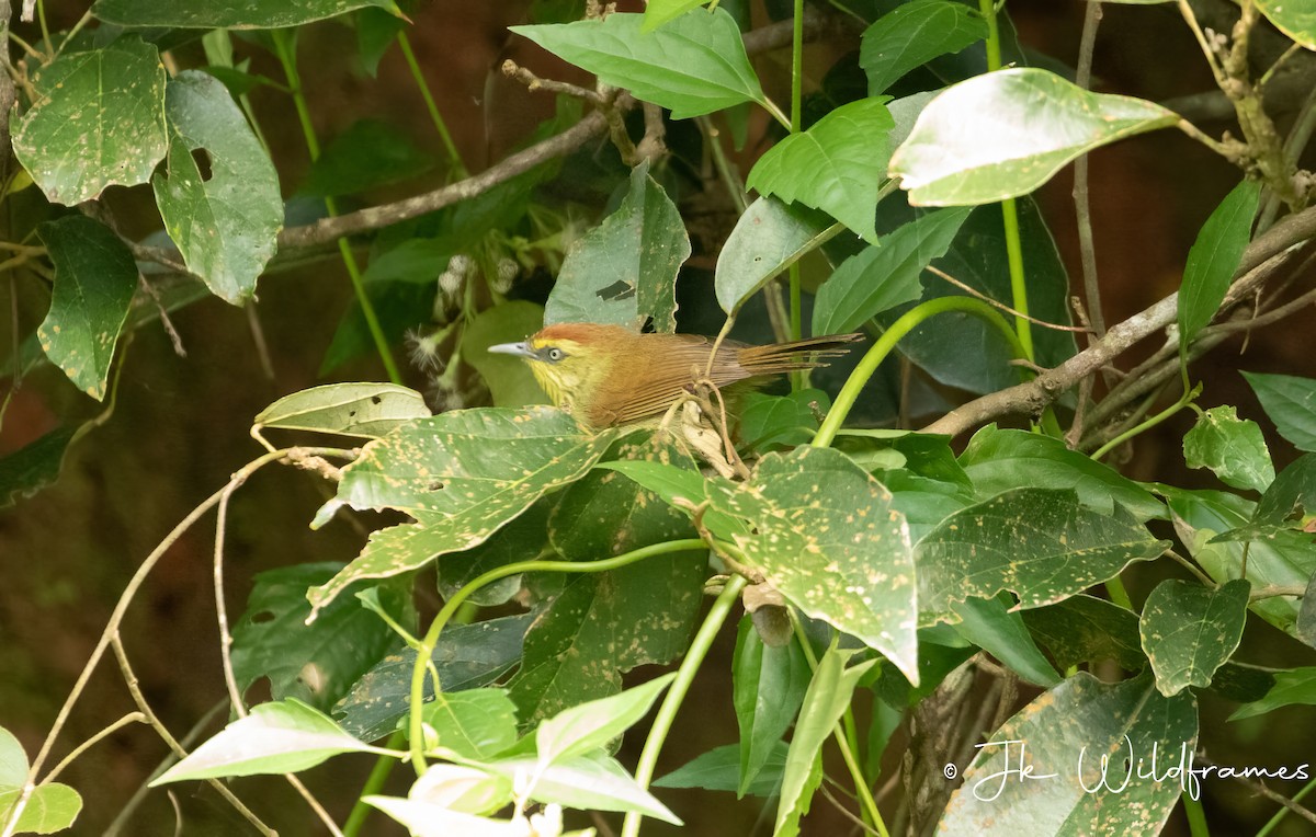 Pin-striped Tit-Babbler (Pin-striped) - JK Malkoha