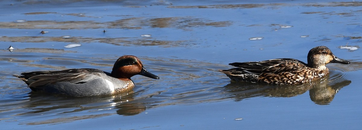 Green-winged Teal - David Gillen