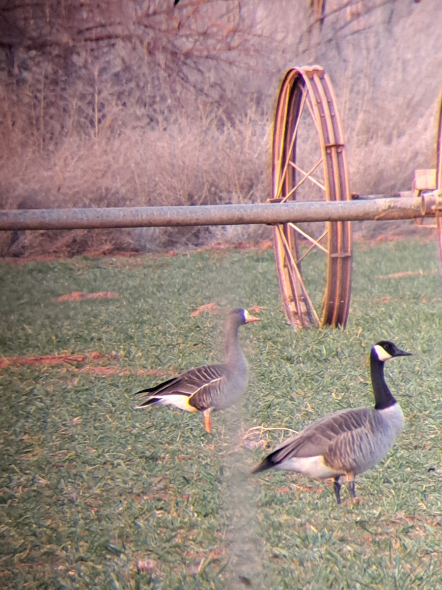 Greater White-fronted Goose (Western) - ML615232060