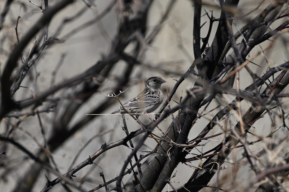 Grasshopper Sparrow - Melissa Marshall