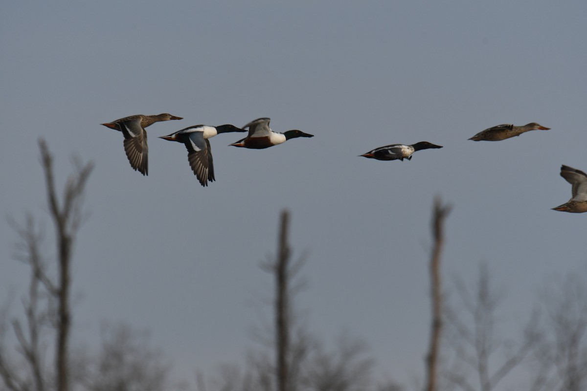 Northern Shoveler - ML615232214