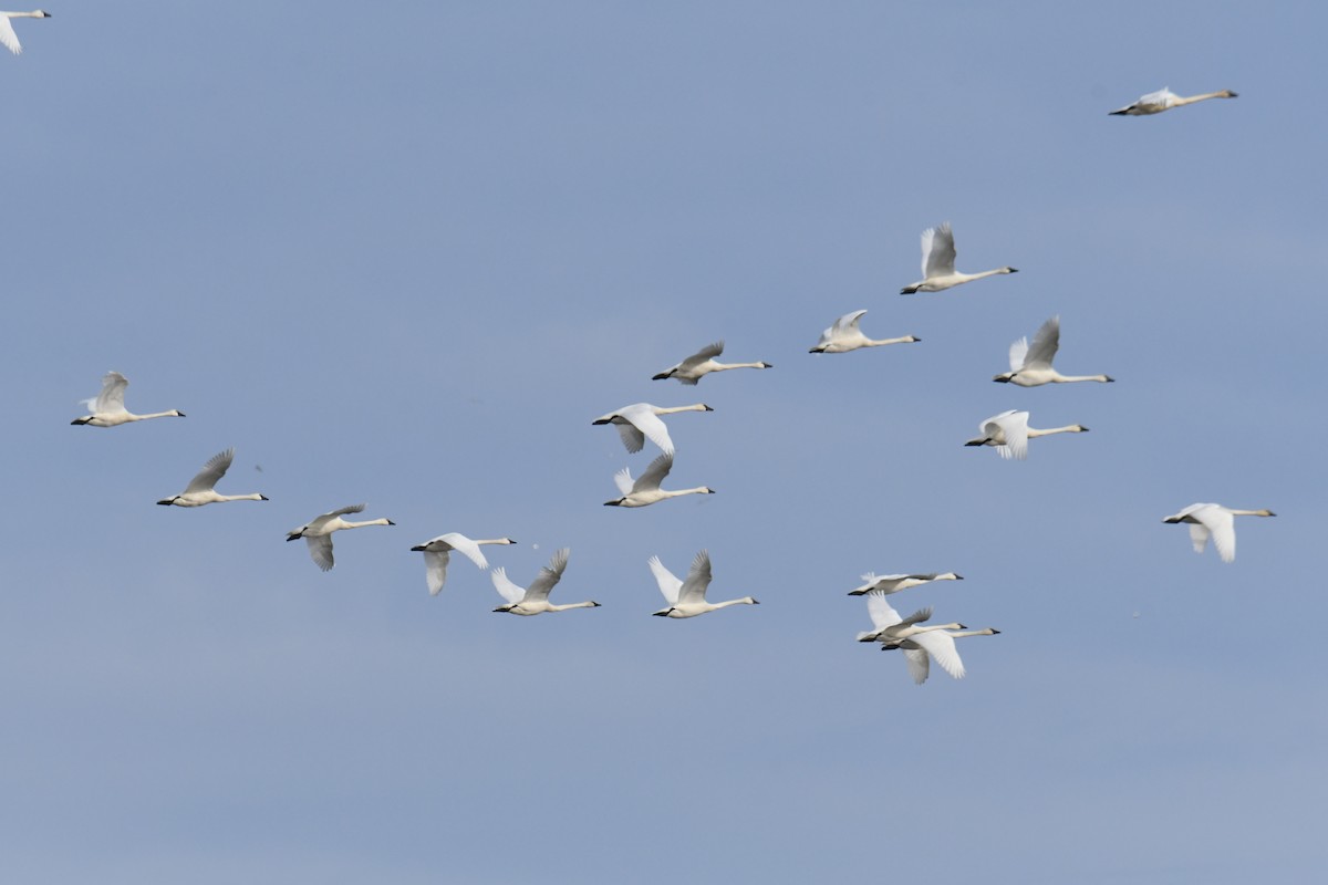 Cisne Chico - ML615232256