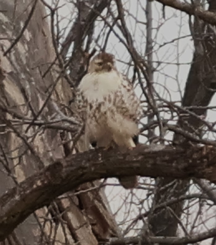 Poiana codarossa - ML615232259