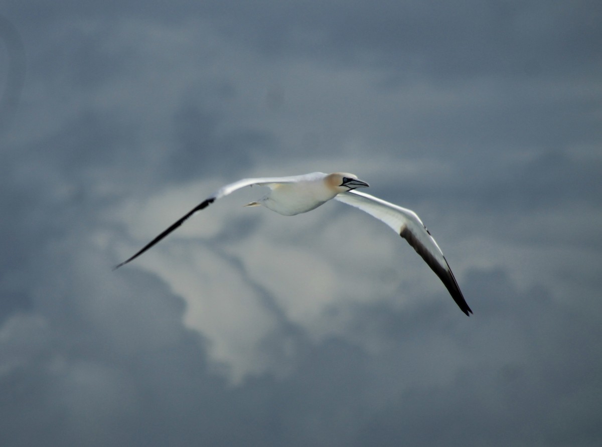 Northern Gannet - ML615232312