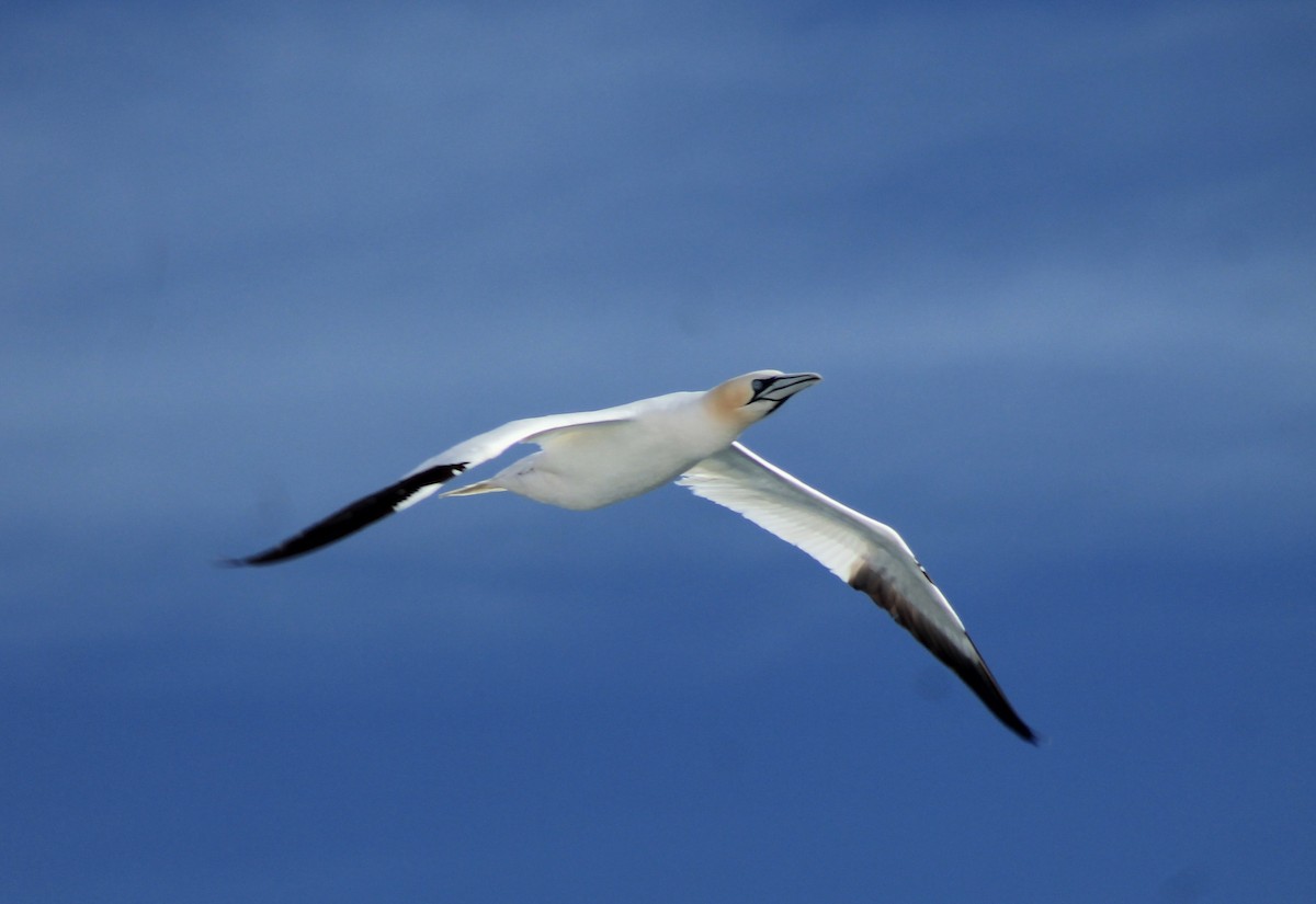 Northern Gannet - ML615232313