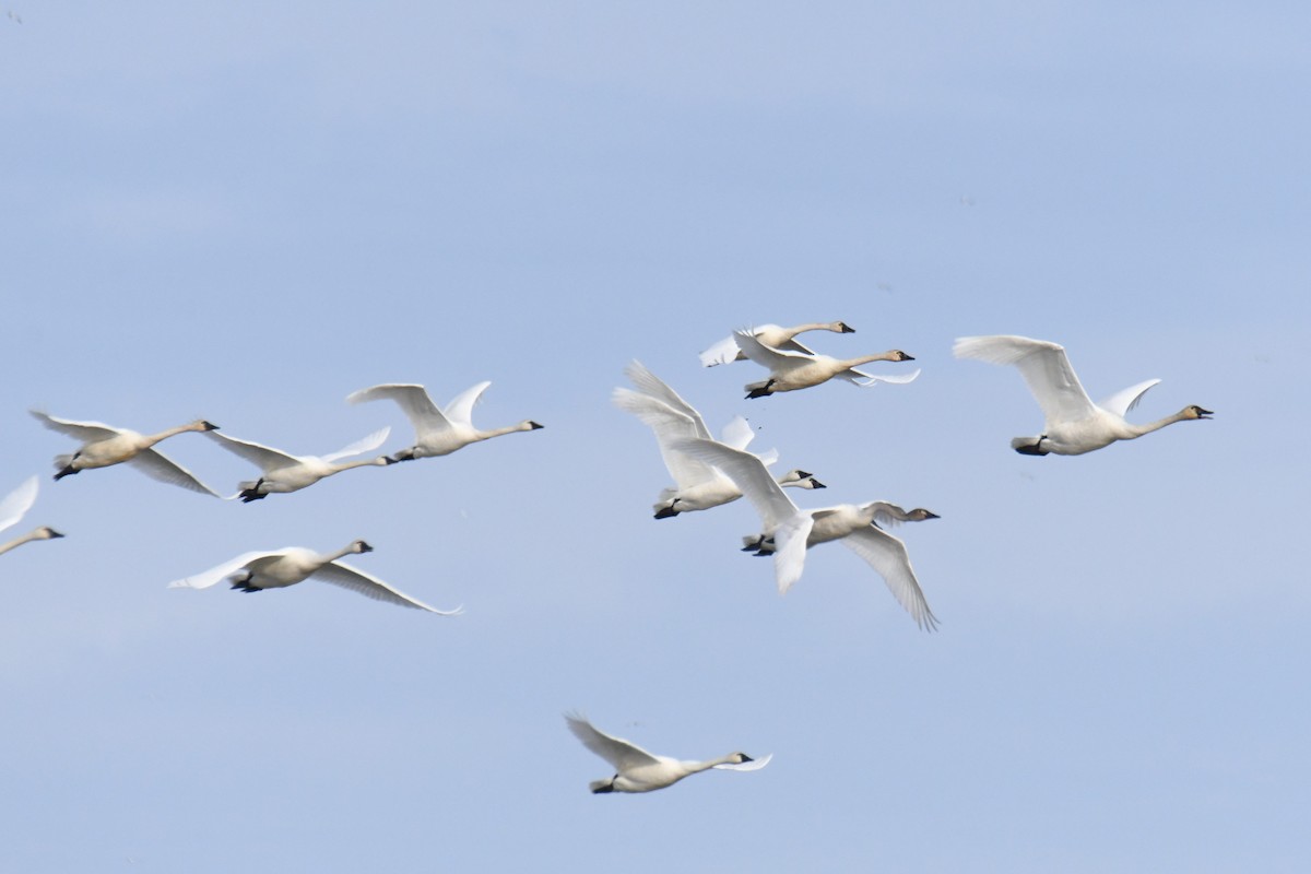 Cisne Chico - ML615232321