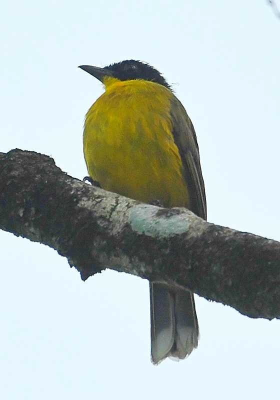 Black-capped Bulbul - Jay Wilbur