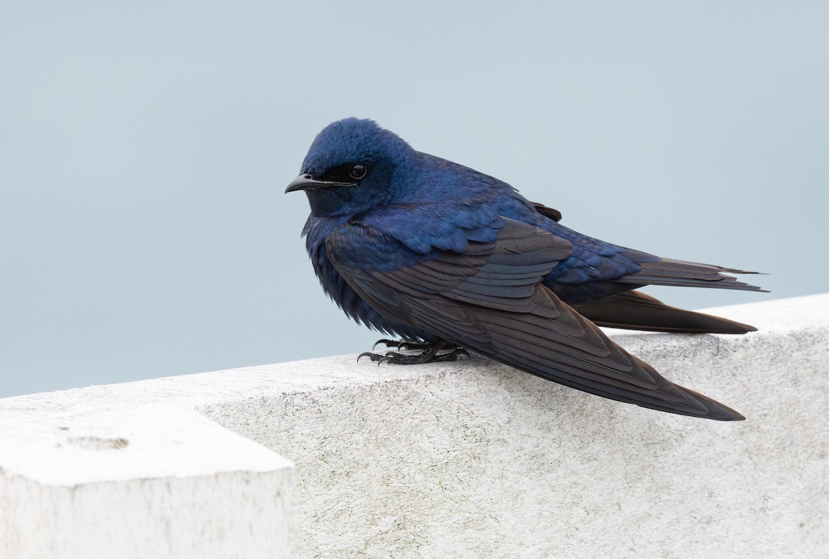 Purple Martin - ML615232462